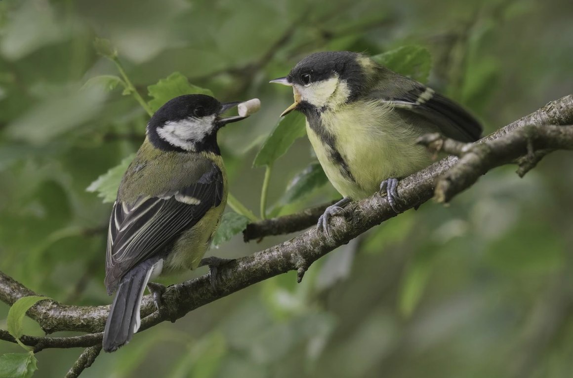 Grădinar care întreține un spațiu verde